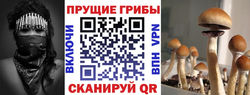 Купить где  Выкса  Галлюциногенные грибы GOLDEN TEACHER 